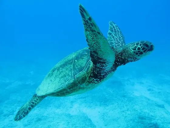 澄んだ海を泳ぐウミガメ
